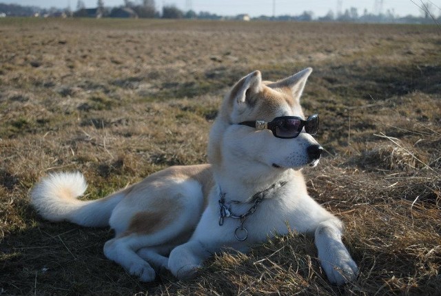 HAKU to 5-letni piesek rasy Akita Inu. To pies zadziorny, uparty, a do tego wiecznie "uśmiechnięty", kochający i wierny – tak określają go jego właściciele: Sylwia i Damian Grządziela. Polub nas na Facebooku