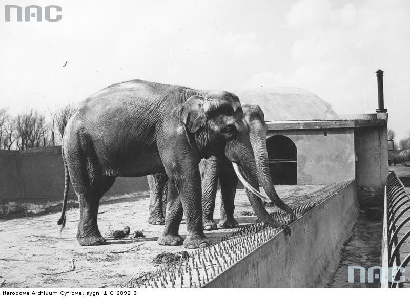 Warszawskie zoo na archiwalnych zdjęciach