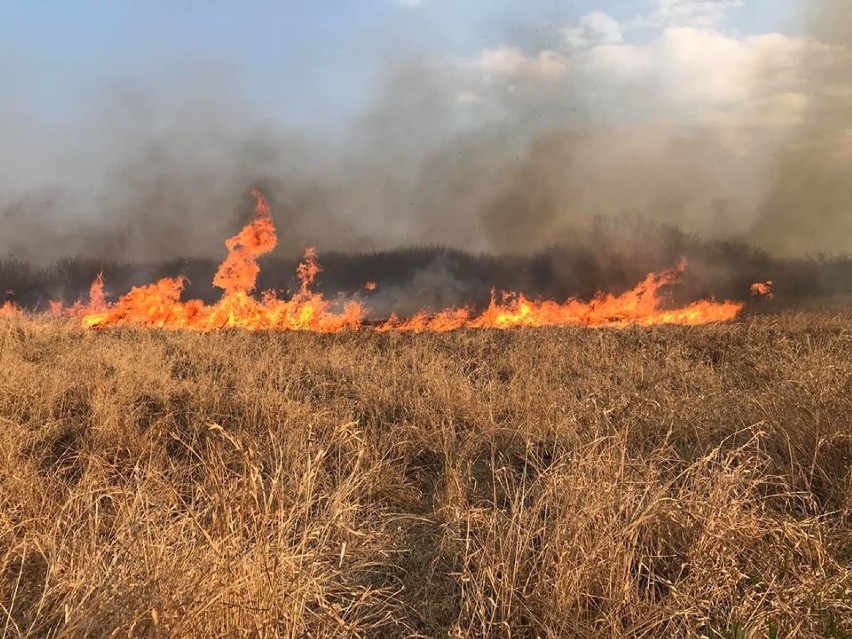 Wielki pożar łąk koło Lipiej Góry. Spłonęło kilkadziesiąt hektarów obszaru "Natura 2000" 
