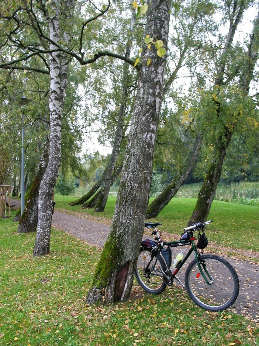 Aleję Brzozową porasta 106 brzóz brodawkowatych o wygiętych...