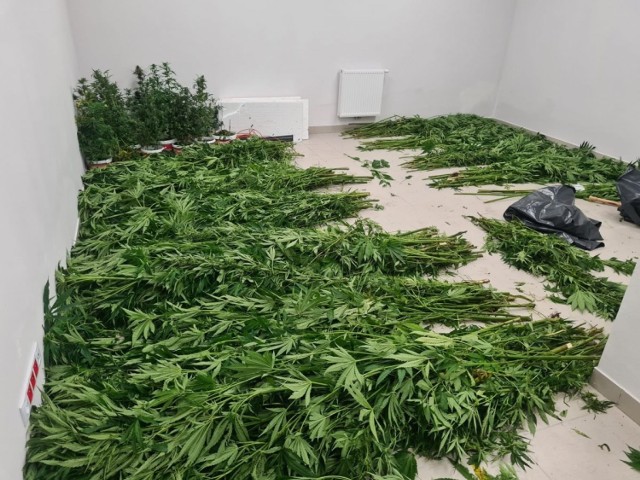 Policjanci z Jasła zabezpieczyli 453 krzewy tych roślin oraz ponad 700 gramów marihuany.