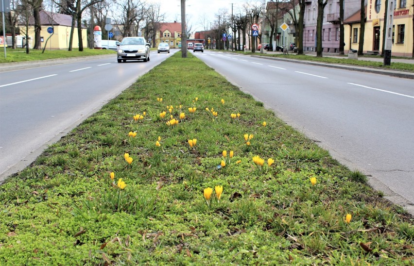 Pierwsze oznaki wiosny w Łęczycy są już widoczne [ZDJĘCIA] 