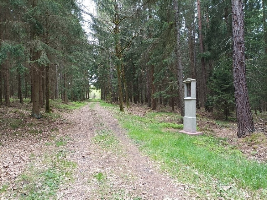 Widok na stację i iglasty las w Lubomierzu.