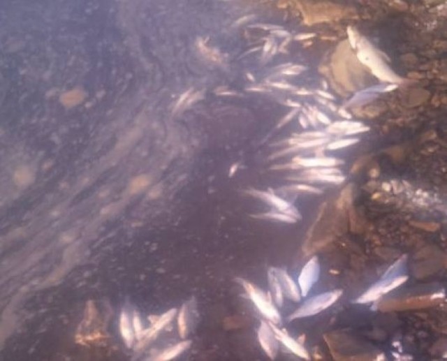 Do śnięcia dużych ilości ryb doszło 5 stycznia. Wśród martwych ryb najwięcej było brzan. Znaleziono także leszcze, krąpie, sumy i płocie. W sumie śniętych ryb mogło być od 1 do 1,5 tony