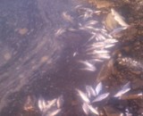 Ryby w Wiśle pod Kozienicami zabił szok termiczny?