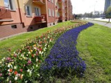 Wiosna w Pile. Zobaczcie jak kwitną kwiaty i drzewa  