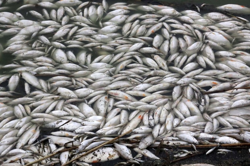 Katastrofa ekologiczna nad Jeziorem Koskowickim, tysiące śniętych ryb, zobaczcie zdjęcia