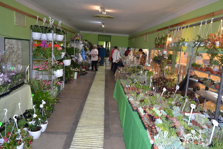 Dni Orchidei i Kaktusów rozpoczęły się w Sosnowcu ZDJĘCIA