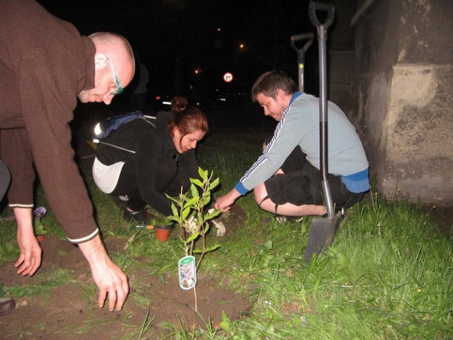 Działacze Sztuki Miasta podczas jednej ze swoich akcji ukwiecania Gorzowa – kwiaty sadzili nocą pod domami przy ul. Dąbrowskiego