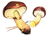 Maślak zwyczajny (Suillus luteus)