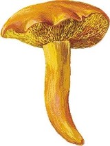 Maślak sitarz  (Suillus bovinus)