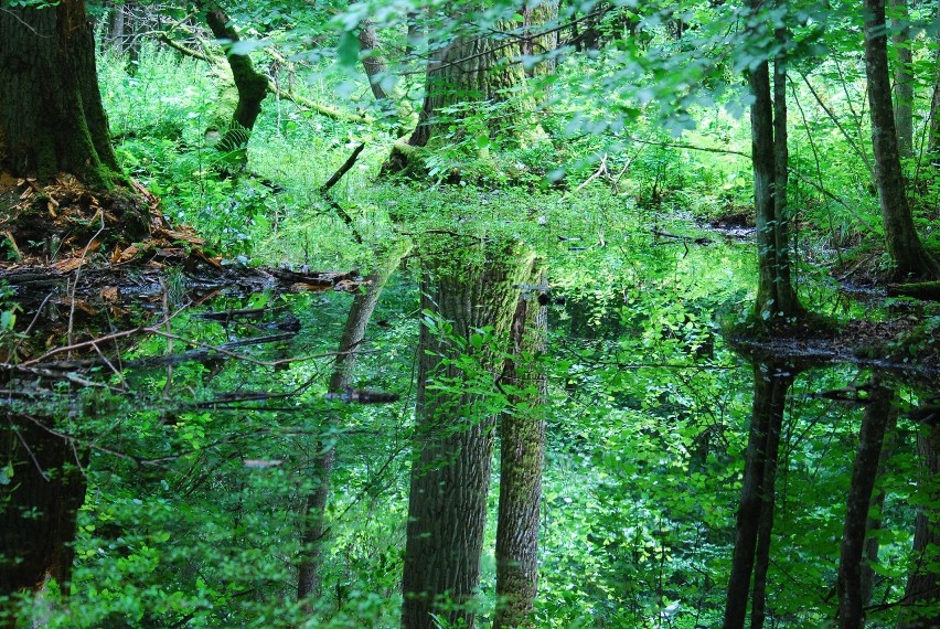 Uważa się, że w Białowieży i jej okolicach następuje...