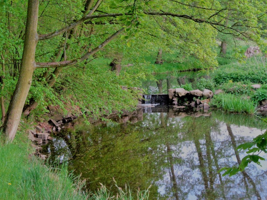 Gołuchowski park wiosennie. Zobacz, jak pięknie się...