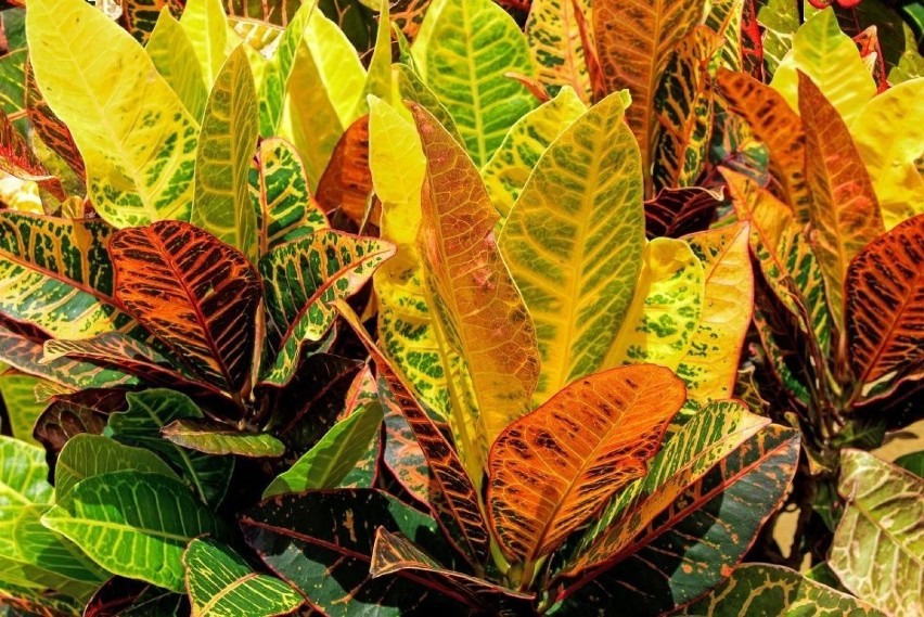 Niezwykle kolorowe liście mają też krotony pstre (ich...
