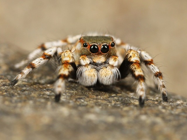 Na zdjęciu jeden z przedstawicieli rodziny tak zwanych skakunów. Uznawanych za jedne z najbardziej uroczo wyglądających pająków.
