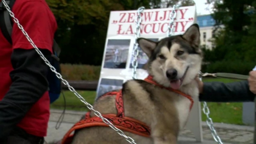 Zakaz trzymania psów na łańcuchach. Czy nowelizacja ustawy poprawi ich los?