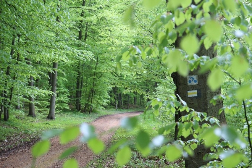 Rezerwat przyrody Góra Stołowa im. Ryszarda Malika to...