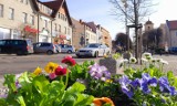 Pleszew rozkwita na wiosnę! W mieście zaroiło się od kolorowych bratków i stokrotek! Kwiatowa stolica Wielkopolski!