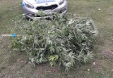 Policjanci z Opatówka zlikwidowali dwie plantacje marihuany. Znaleźli też nielegalną amunicję. ZDJĘCIA