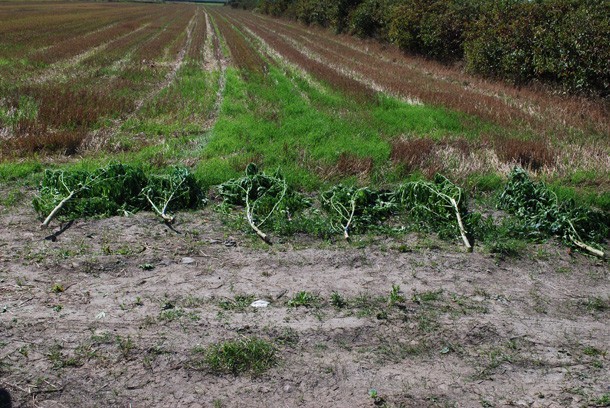 Oleśnica: Plantacja konopi w lesie zlikwidowana