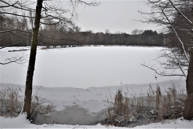 Nie, to nie są czarno-białe fotografie. Tak naprawdę wygląda teraz Dzika Ochla w Zielonej Górze. To świetnie miejsce na zimowy spacer