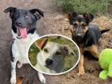 Te psy czekają na adopcję w Schronisku dla Zwierząt w Bydgoszczy - zobacz zdjęcia