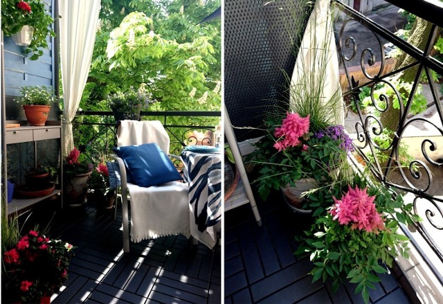 Takie są całoroczne rośliny na balkon i taras. Zobacz, czym warto go  ozdobić [lista] | Żnin Nasze Miasto