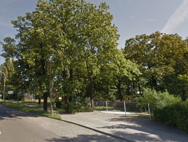 Z trasą rowerową wzdłuż ulic Sosnkowskiego i Horoszkiewicza w Opolu koliduje około 40 drzew