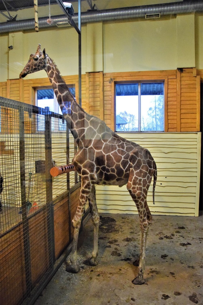 Smutne wieści popłynęły z Zoo Borysew koło Poddębic. Odszedł jeden z ulubieńców gości - żyrafa Tymon ZDJĘCIA
