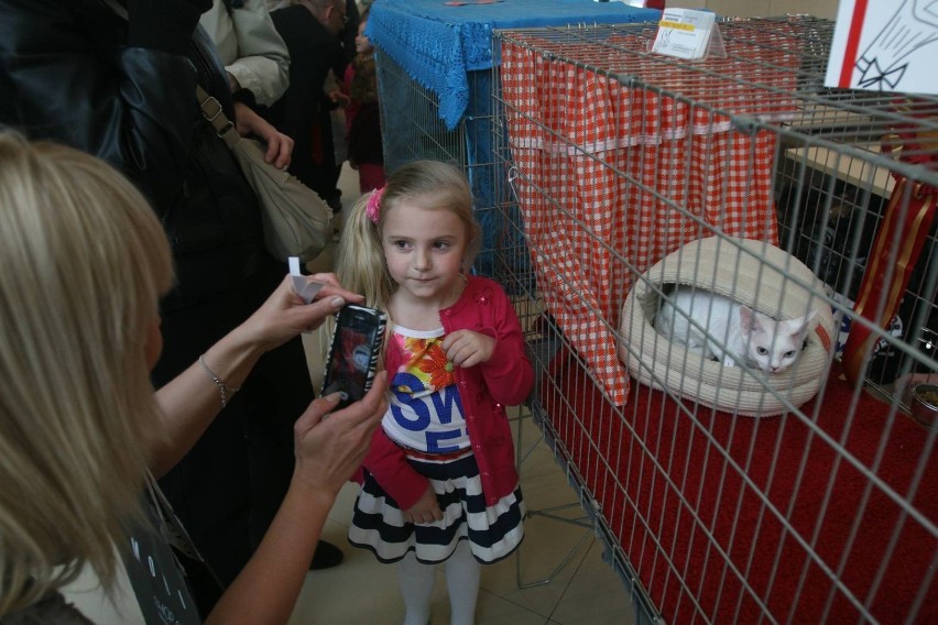 EC Gliwice: Wystawa kotów 2014 [ZDJĘCIA]