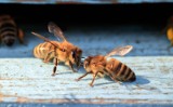  Wsparcie dla pszczelarzy. Samorząd Województwa Wielkopolskiego przeznaczy 2 mln zł na węzę dla pasiek