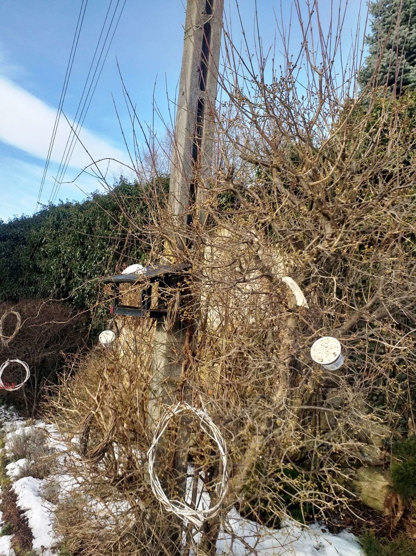 Pomagają zwierzętom przetrwać zimę. Zobacz ich wyjątkowe pomysły