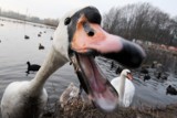 Sulechów: Błonie zostaną zagospodarowane, powstanie Park Sulecha [ZDJĘCIA]