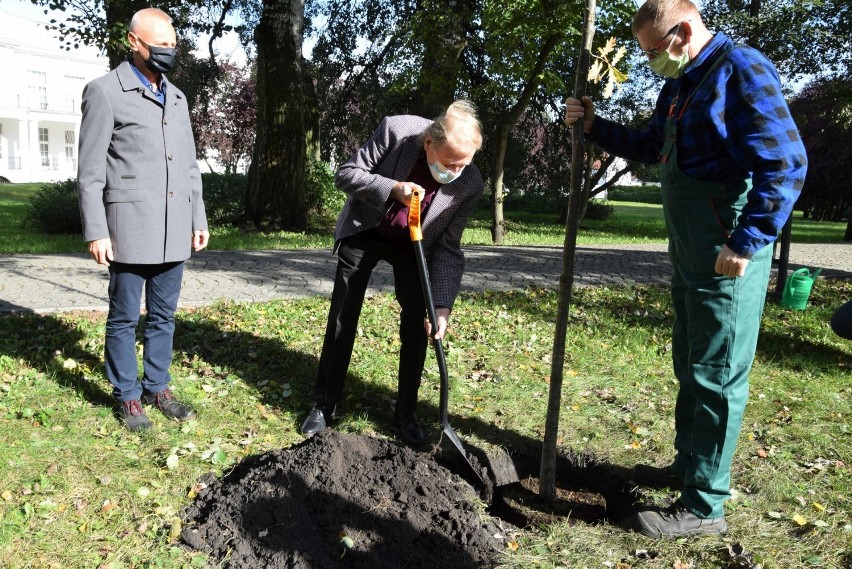 33 pamiątkowy dąb w Parku Solankowym w Inowrocławiu zasadził...
