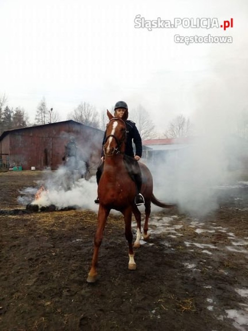 Konie częstochowskiej policji zdawały specjalny egzamin ZDJĘCIA