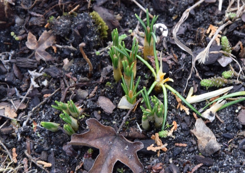 W Ogrodzie Botanicznym w Kielcach pojawiły się pierwsze bazie i pękające pąki kwiatowe. Czy rośliny czują wiosnę? Zobacz zdjęcia i film