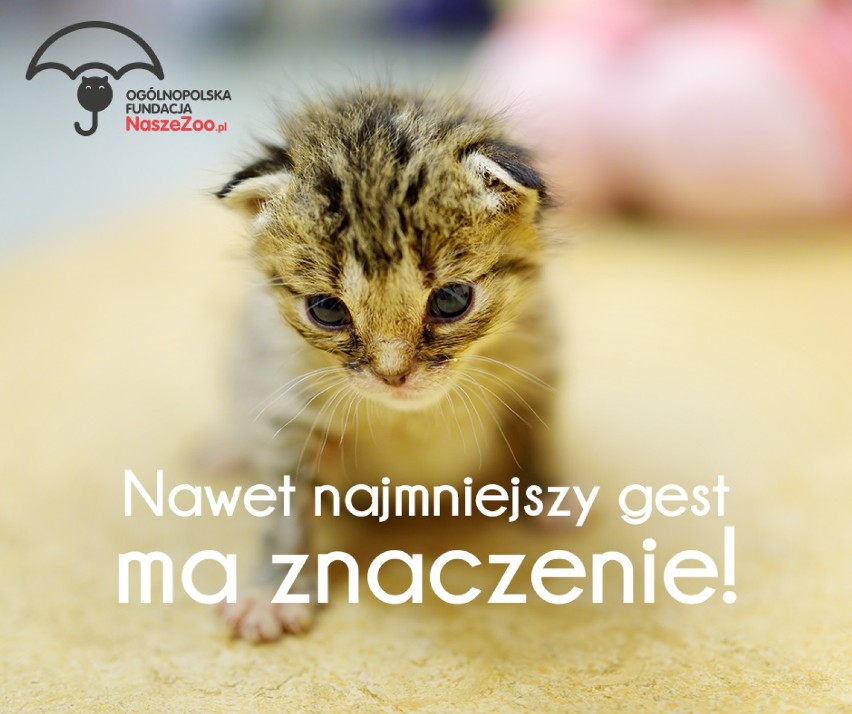 Pierwsza "Kocia Chata" stanęła na os. Lecha w Poznaniu!