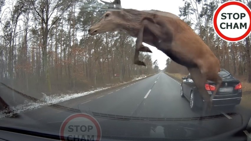 Takie sytuacje jak z nagrania są częste na drogach....