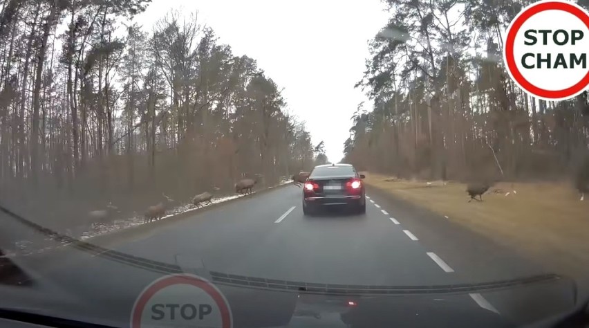 Do potrąceń zwierząt dochodzi często w nocy, nad ranem i...