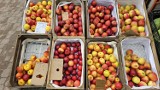 Ceny owoców i warzyw na targowisku w Końskich we wtorek 18 kwietnia. Zobacz, co i w jakiej cenie można było kupić