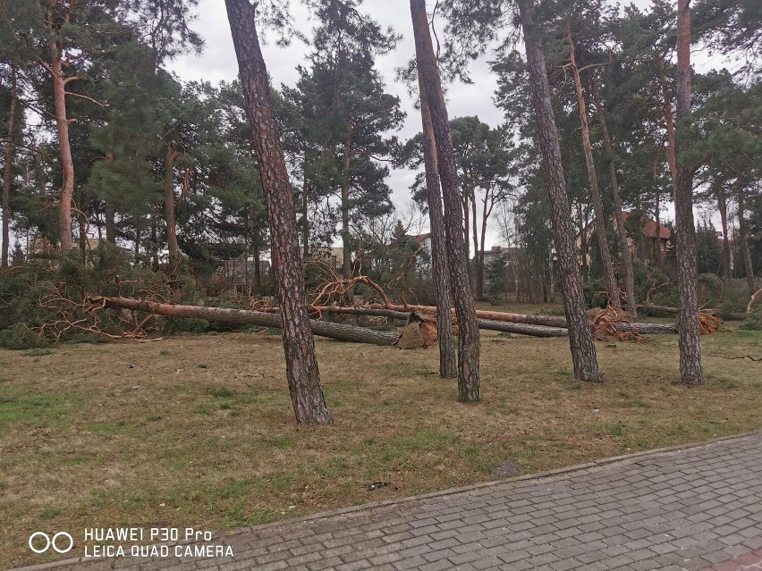 - Skutki wichury znów dosięgają ulice Sinkiewicza, kolejne...