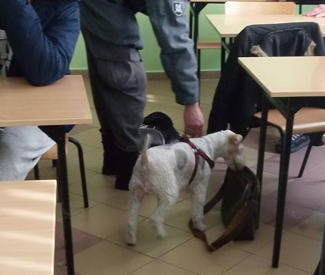 Kwidzyn: Funkcjonariusze policji i służby więziennej przy pomocy psa szukali narkotyków