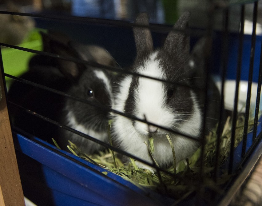 Obrońcy zwierząt odebrali 123 króliki z gospodarstwa „Brzoza” pod Toruniem [zdjęcia]
