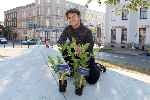 Akcja uliczna Wiosny w Gnieźnie: "W tym miejscu powinno być drzewo"