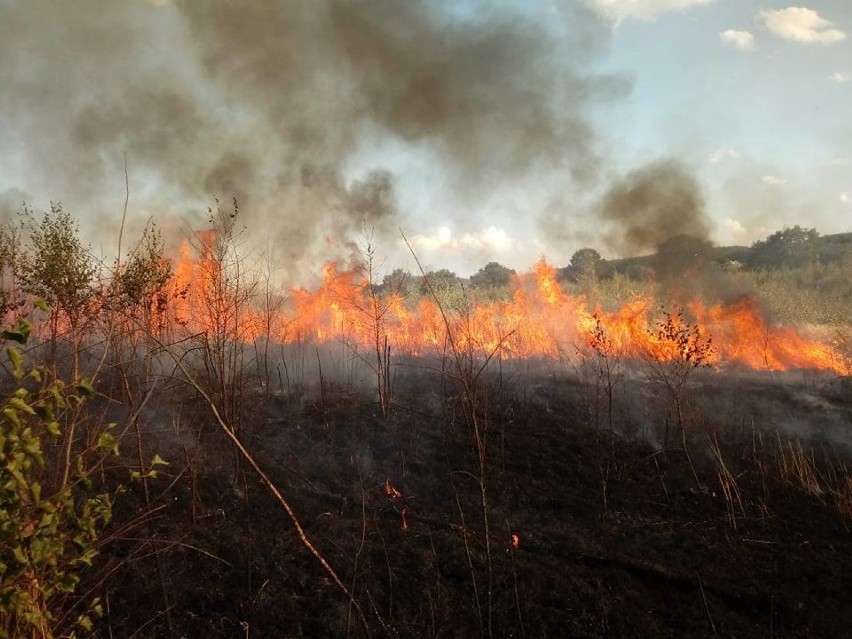 Pożar lasu pod Strzegomiem. W akcji samoloty gaśnicze (ZDJĘCIA)