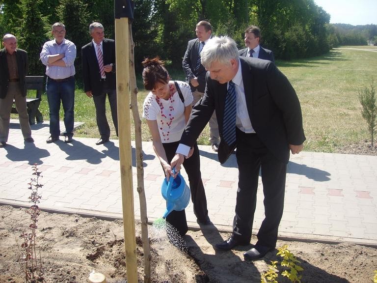 Margonin ma nową atrakcję - w mieście powstała aleja platanów