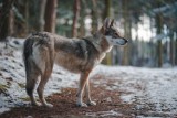 Są wyniki sekcji zwłok wilczycy, którą znaleziono przy drodze koło Ośna Lubuskiego. Potwierdziło się najgorsze