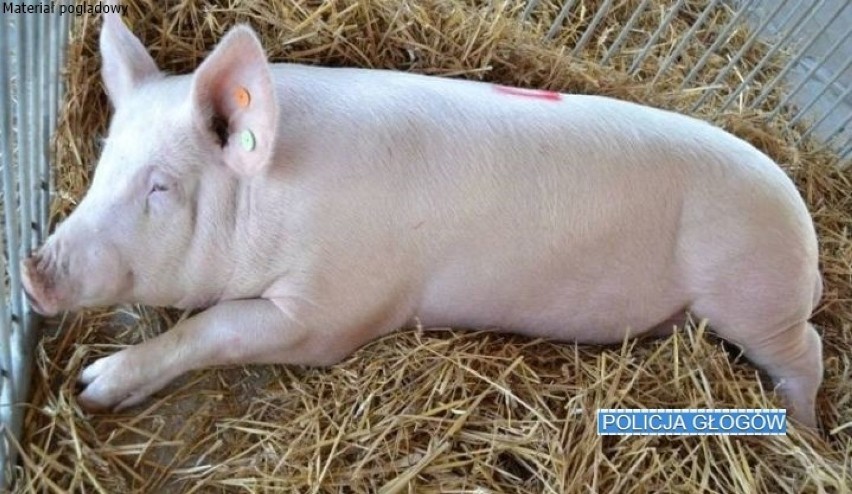 Głogowscy policjanci zatrzymali 58-latka za nielegalny ubój świń. Wielokrotnie bił zwierzę