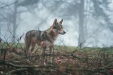 Lubuskie. Idąc do lasu w te miejsca możesz spotkać wilka - mapa występowania wilków