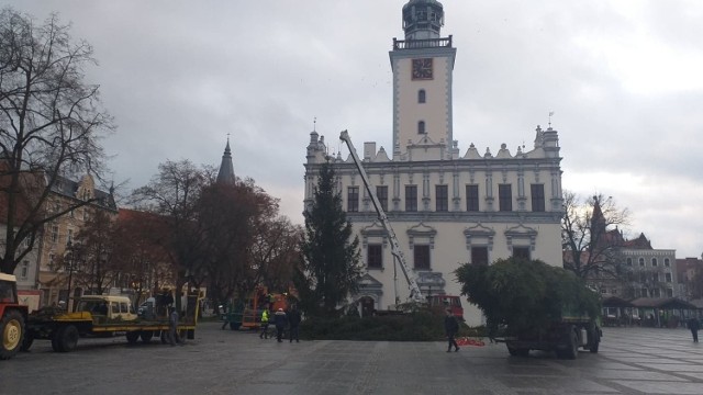 Na chełmińskiej starówce oczy mieszkańców cieszy już piękna choinka. Jak mówi zastępca burmistrza miasta, choinki - bo na tę jedną składa się kilka, dotarły na nasz rynek z Gródka w powiecie świeckim.  

- Tak naprawdę mamy na rynku  pięć pięknych świerków - mówi Piotr Murawski. - Najwyższy z nich ma około 16 metrów. Na choince znajdują już się ozdoby - są gwiazdy LED oraz drobne lampki, ale uruchomienie zaplanowano na piątkowe Mikołajki.

„Elfy ratują święta, czyli mikołajki w Chełmnie” zaplanowano w piątek o godz. 16 na rynku. Będą animacje dla dzieci, sesja fotograficzna ze św. Mikołajem. Elfy będą potrzebowały pomocy w rozwiązywaniu zagadek, śpiewaniu i jedzeniu słodkości.